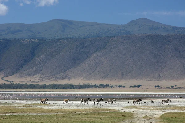 Zebra - Cratere Ngorongoro, Tanzania, Africa — Foto Stock