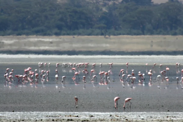 Flamingi - ngorongoro crater, tanzania, Afryka — Zdjęcie stockowe