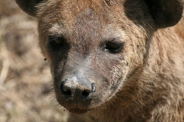 Hyena - Cratera de Ngorongoro, Tanzânia, África — Fotografia de Stock