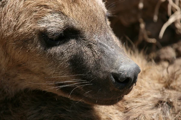 Hyena - Ngorongoro Crater, Tanzania, Africa — Stock Photo, Image