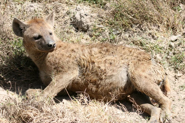 Hyena - Ngorongoro Crater, Tanzania, Africa — Stock Photo, Image