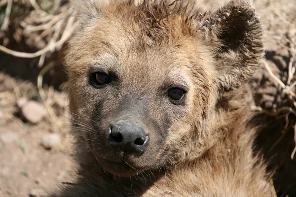 Hyena - ngorongoro crater, tanzania, Afrika — Stockfoto