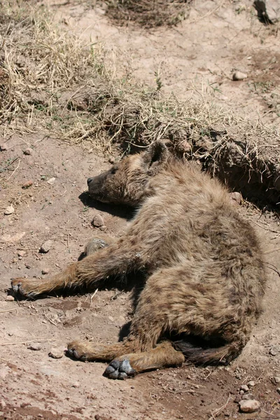 Hiena - Cráter de Ngorongoro, Tanzania, África — Foto de Stock