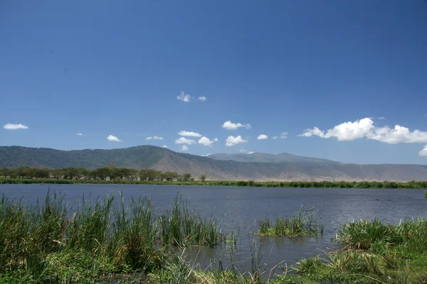 Buraco de rega - Cratera de Ngorongoro, Tanzânia, África — Fotografia de Stock
