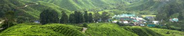 Tea Plantation, Malaysia clipart