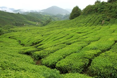 çay plantasyon, Malezya