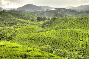 çay plantasyon, Malezya
