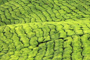 çay plantasyon, Malezya