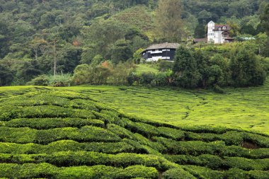 çay plantasyon, Malezya