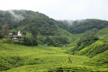 çay plantasyon, Malezya