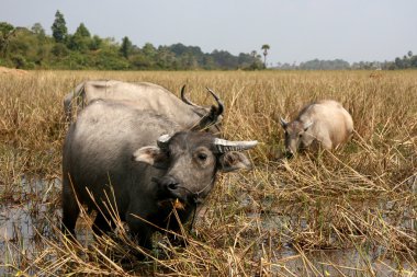 tarım arazileri - siem reap, Kamboçya