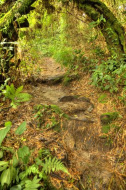 Rainforest beremban Mountain - cameron highlands, Malezya