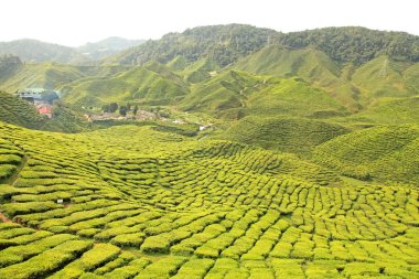 çay plantasyon, Malezya