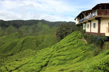 çay plantasyon, Malezya