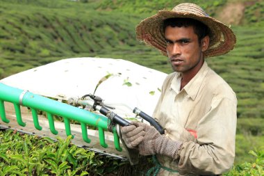 Tea Plantation, Malaysia clipart