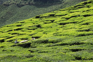 çay plantasyon, Malezya