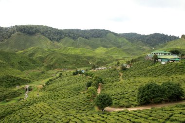 çay plantasyon, Malezya