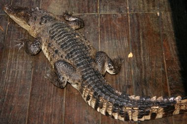 crocodille - tonle sap, Kamboçya