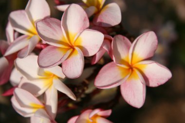 Pink Flowers - Royal Palace, Phnom Penh, Cambodia clipart