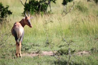 topi - Masai mara yedek - kenya