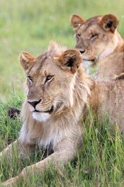 Aslan çift - Masai mara yedek - kenya