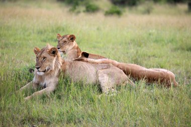 Aslan çift - Masai mara yedek - kenya