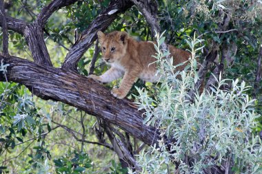 Aslan yavrusu - Masai mara yedek - kenya