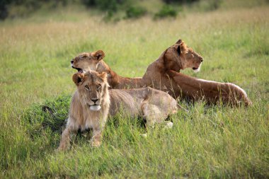 Aslan - Masai mara yedek - kenya