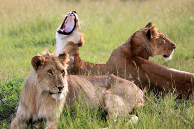 Aslan - Masai mara yedek - kenya