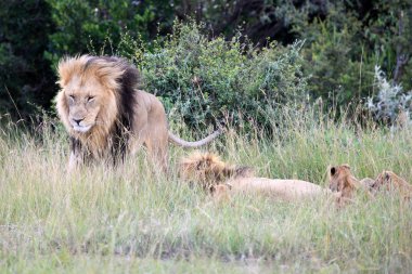 Aslan - Masai mara yedek - kenya