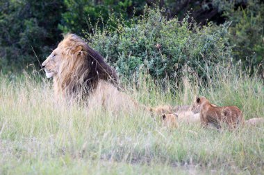 Aslan - Masai mara yedek - kenya