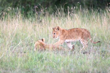 Aslan - Masai mara yedek - kenya