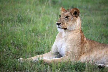 Aslan - Masai mara yedek - kenya