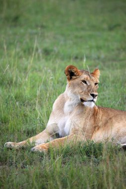 Aslan - Masai mara yedek - kenya