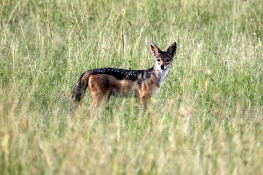 Çakal - Masai mara yedek - kenya