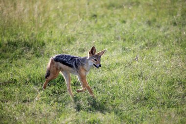 Çakal - Masai mara yedek - kenya