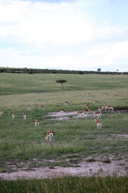 Thompsons gacela - reserva de masai mara - Kenia