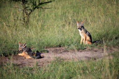 Çakal - Masai mara yedek - kenya