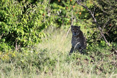 Çita - Masai mara yedek - kenya