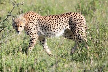 Çita - Masai mara yedek - kenya
