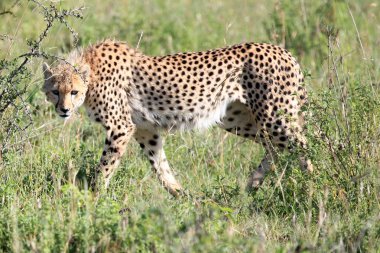 Cheetah - Maasai Mara Reserve - Kenya clipart