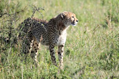 Çita - Masai mara yedek - kenya