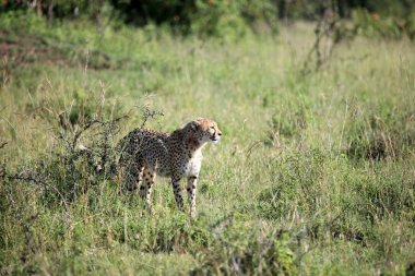 Çita - Masai mara yedek - kenya