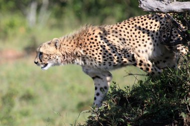 Çita - Masai mara yedek - kenya