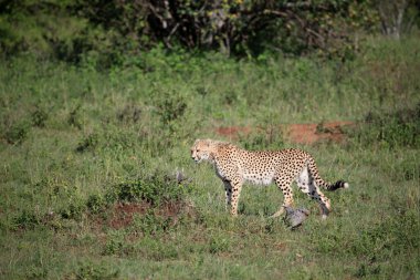 Çita - Masai mara yedek - kenya