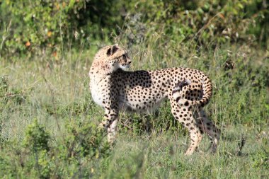 Çita - Masai mara yedek - kenya