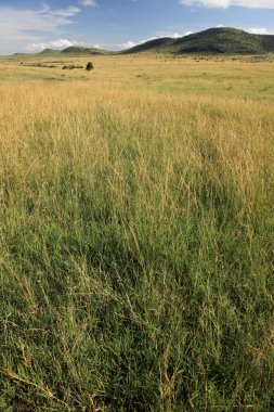 büyük rift Vadisi - Masai mara - kenya