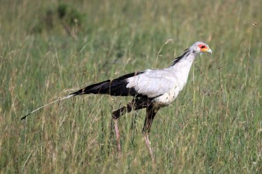 Sekreter kuşu - Masai mara yedek - kenya