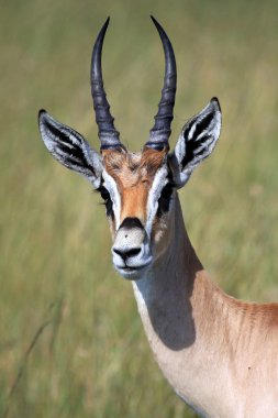 Masai mara rezerv - kenya