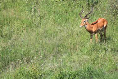 Impala - Masai mara yedek - kenya